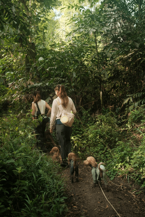 Adventure dogs